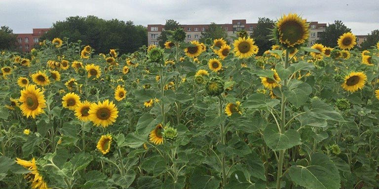 Sonnenblumen